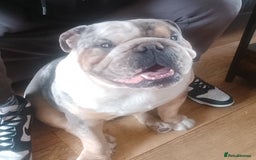 Olde English Bulldogge dogs for stud: bulldog for stud - Image 5
