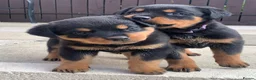 Rottweiler dogs for sale: AMAZING PEDIGREE REGISTERED ROTTWEILER PUPPIES - Advert 14