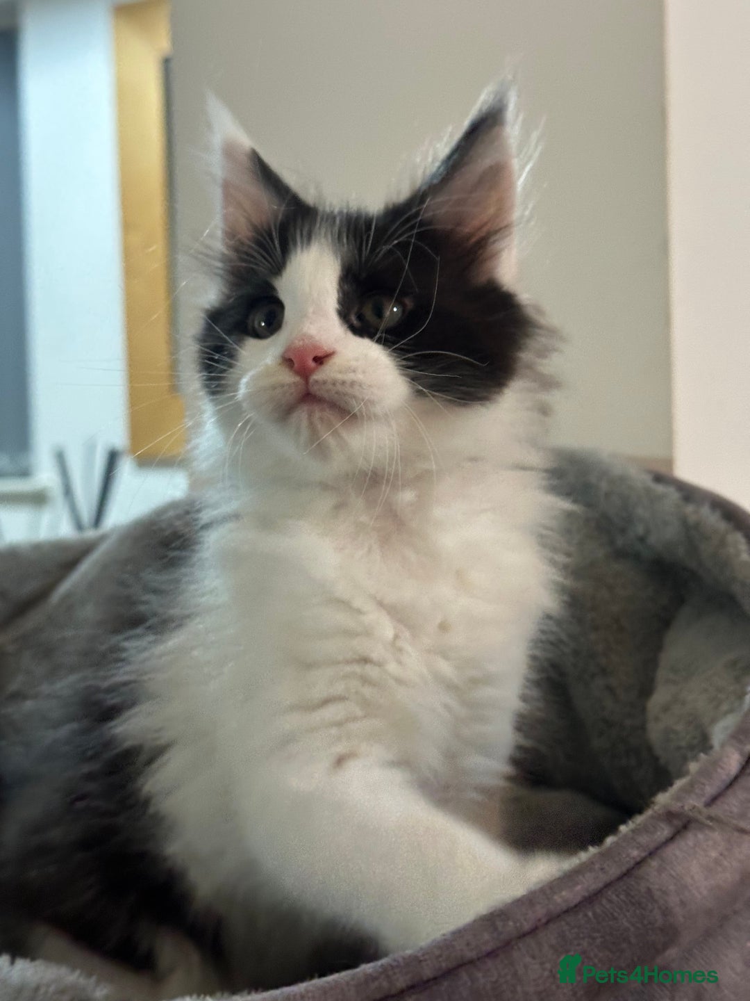 Maine Coon cats for sale: GCCF 2x Male Tuxedo Maine Coons Ready to Reseverve - Advert 3