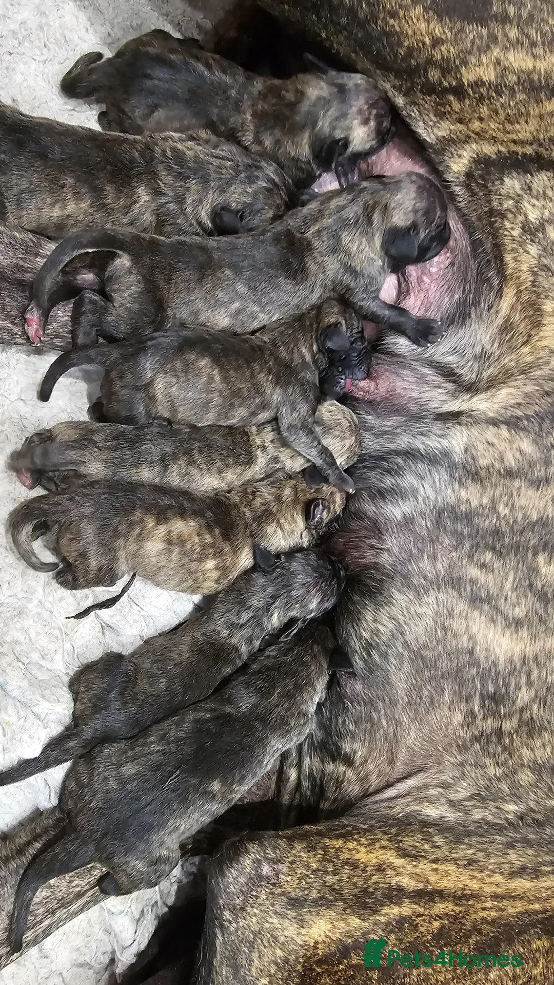 Great Dane dogs for sale: ONLY 2 GIRLS,1 BOY BRINDLE GREAT DANES BORN 4/6/26 - Advert 2