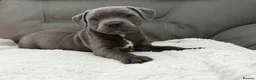 Staffordshire Bull Terrier dogs for sale: Staffordshire bull terrier pups  - Advert 9