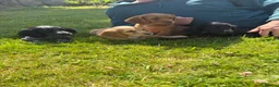 Cocker Spaniel dogs for sale: 4 beautiful working Cocker spaniels  in Bishops Castle - Advert 2