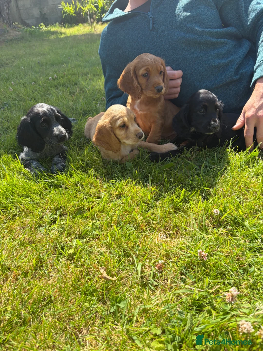 Cocker Spaniel dogs for sale: 4 beautiful working Cocker spaniels  in Bishops Castle - Advert 2