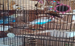 Budgerigars birds for sale: £100 for 2 birds, £50, for 1 - Image 2