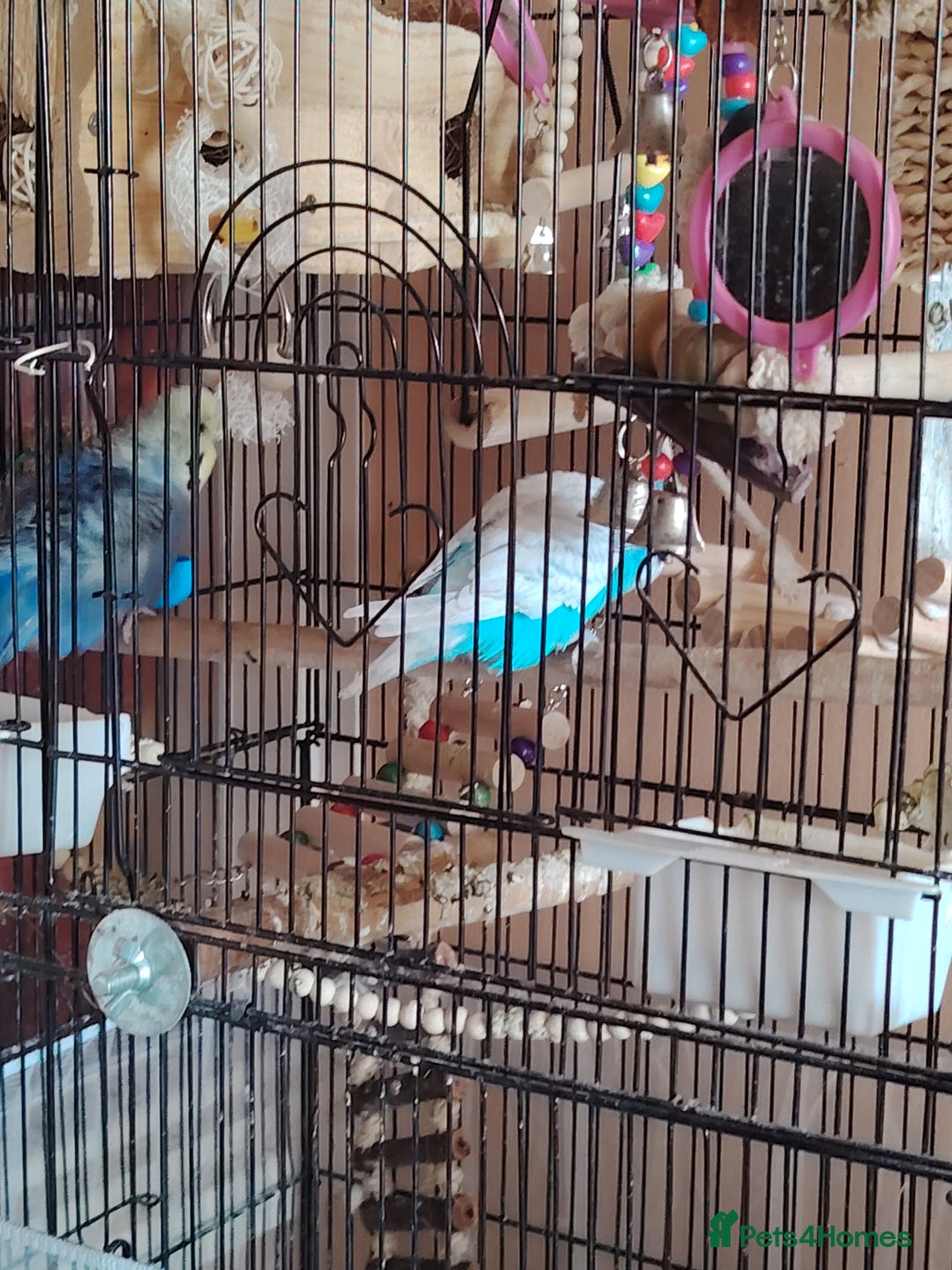 Budgerigars birds for sale: £100 for 2 birds, £50, for 1 - Image 2