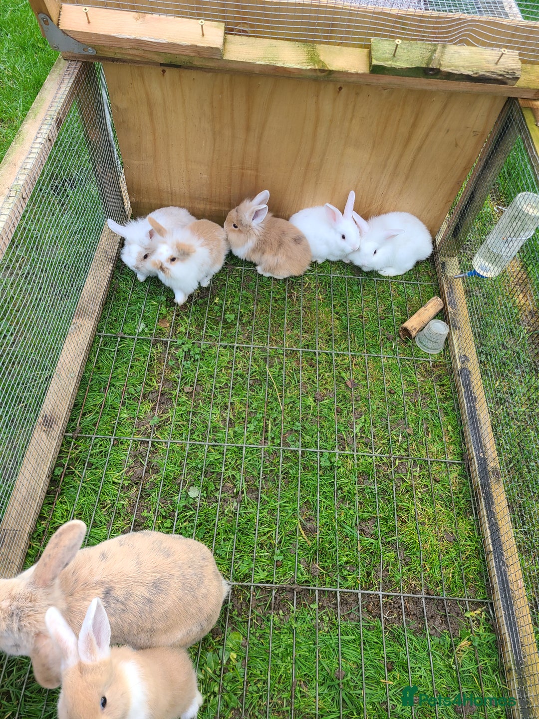 Mini Lion Lop rabbits for sale: Baby rabbits ready now males left - Advert 17