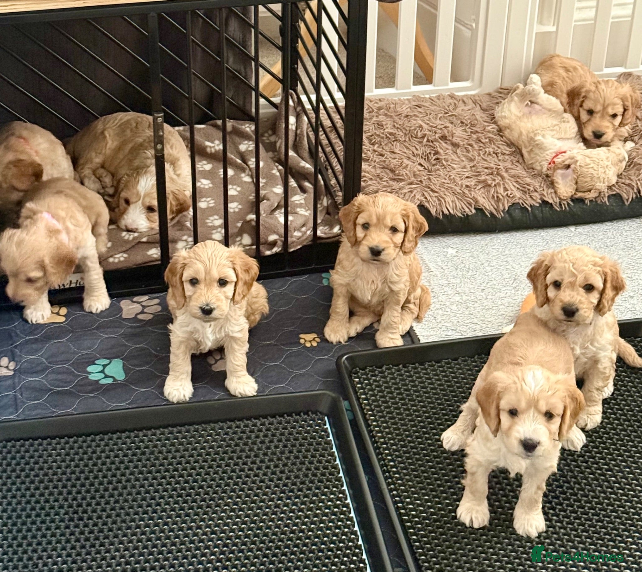 Cockapoo dogs ✨ Exceptional F2 Cockapoo Puppies ✨ - Advert 14