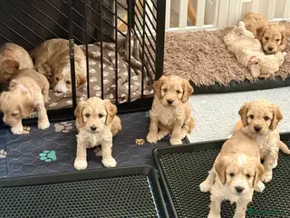 Cockapoo dogs ✨ Exceptional F2 Cockapoo Puppies ✨ - Advert 14