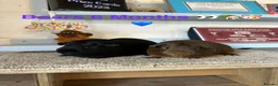 Guinea Pig rodents for sale: Lots of Guinea Pig Ready to pick and Choose From - Advert 4