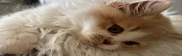 British Longhair cats for sale: **Only 2 Remaining! GCCF British LH/SH Kittens ** - Advert 18