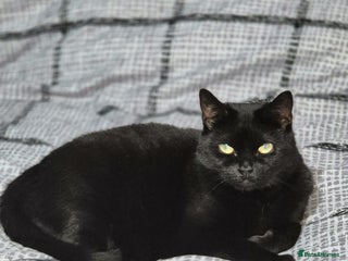 Domestic Shorthair cats for sale: 2 female cats STILL AVAILABLE!! - Advert 2