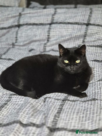 Domestic Shorthair cats 2 female cats STILL AVAILABLE!! - Advert 2