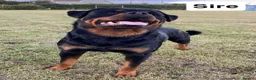 Rottweiler dogs for sale: Beautiful KC Rottweiler puppies ready 18.10.26 - Advert 14