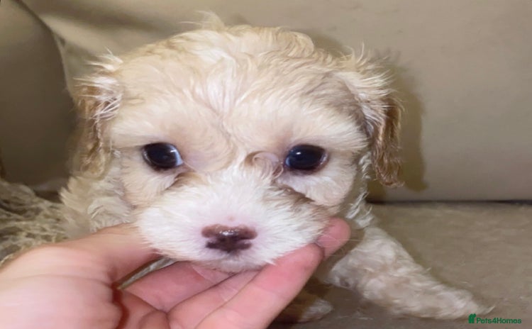 Cavapoo dogs Unique toy cavapoos 🐾  one girl left - Advert 13