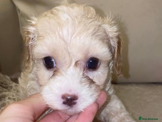 Cavapoo dogs Unique toy cavapoos 🐾 one girl left - Advert 4