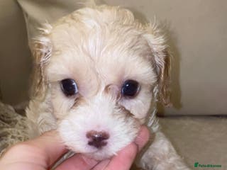 Cavapoo dogs Unique toy cavapoos 🐾 one girl left - Advert 2