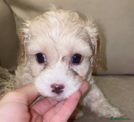 Cavapoo dogs Unique toy cavapoos 🐾 one girl left - Advert 13