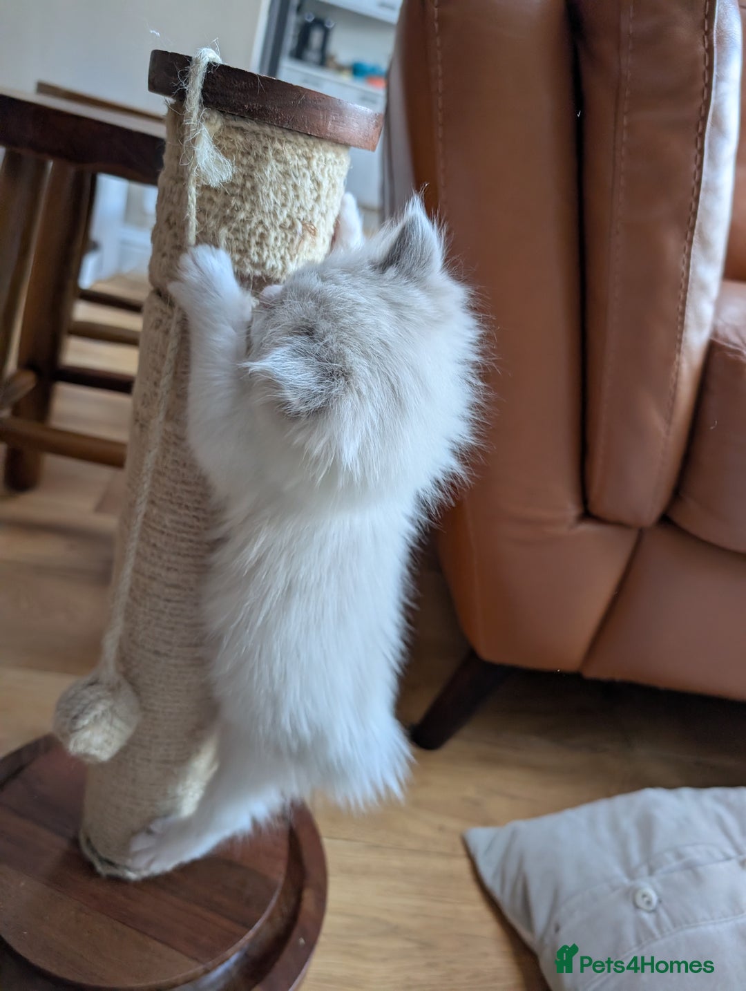 Ragdoll cats for sale: Gorgeous Ragdoll Kittens  - Advert 9