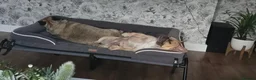 French Bulldog dogs for sale: 2 french bulldogs MUST STAY TOGETHER  - Advert 5