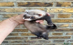 Ferret rodents for sale: Ferret kits  - Image 2