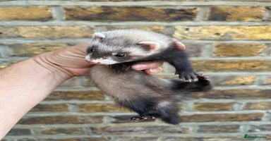 Ferret rodents - Advert 5