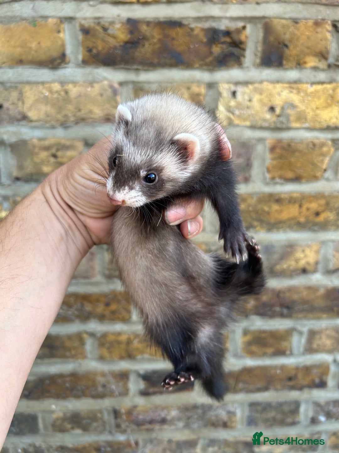 Ferret rodents for sale: Ferret kits  - Image 2