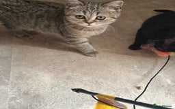 British Shorthair cats for sale: British Shorthair colourpoint kittens  - Image 14