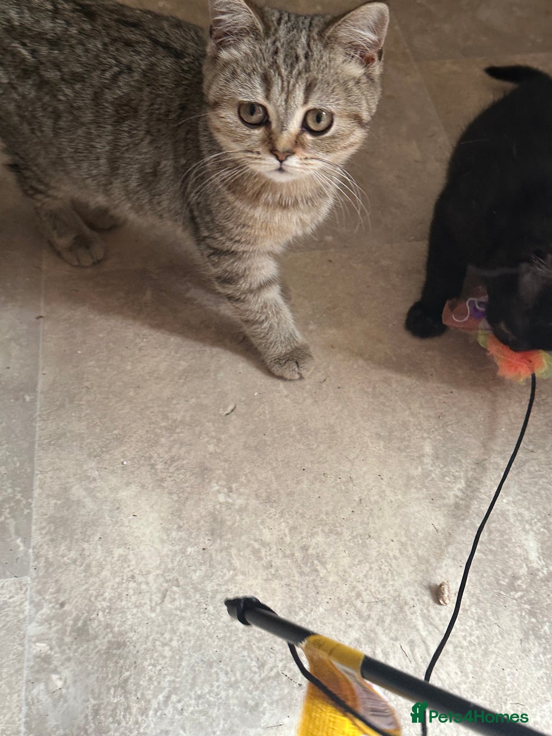 British Shorthair cats for sale: British Shorthair colourpoint kittens  - Image 14