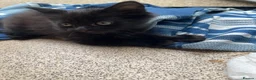 British Shorthair cats for sale: Black Female for sale - Advert 5
