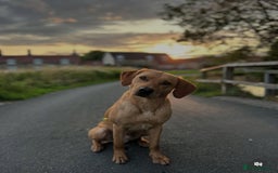 Labrador Retriever dogs for sale: Lovely Labrador Puppies ready next weekend - Image 4