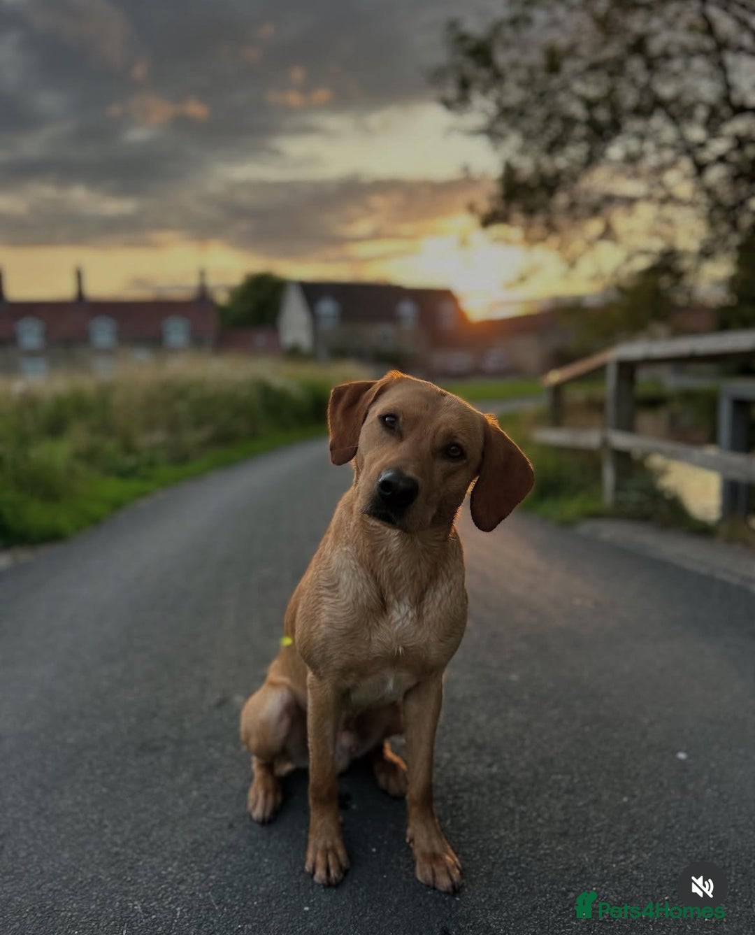 Labrador Retriever dogs for sale: Lovely Labrador Puppies ready next weekend - Image 4