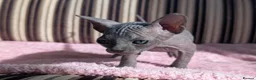 Sphynx cats for sale: Ready for reservation  - Advert 23