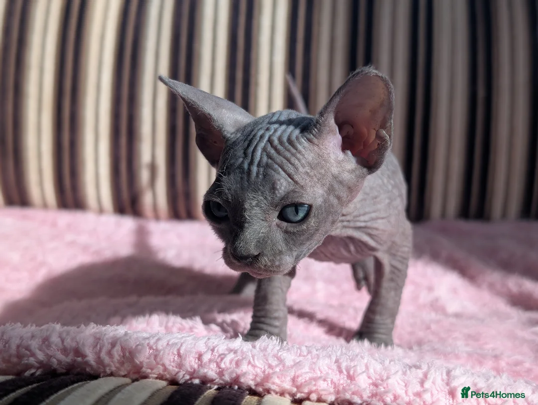 Sphynx cats for sale: Ready for reservation  - Advert 23