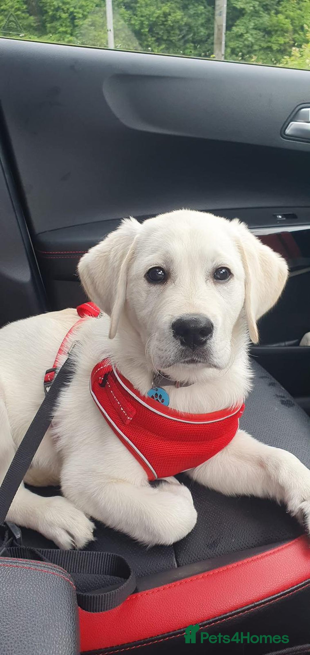 Goldador dogs for sale: Superb Goldador Puppies expected - Advert 4