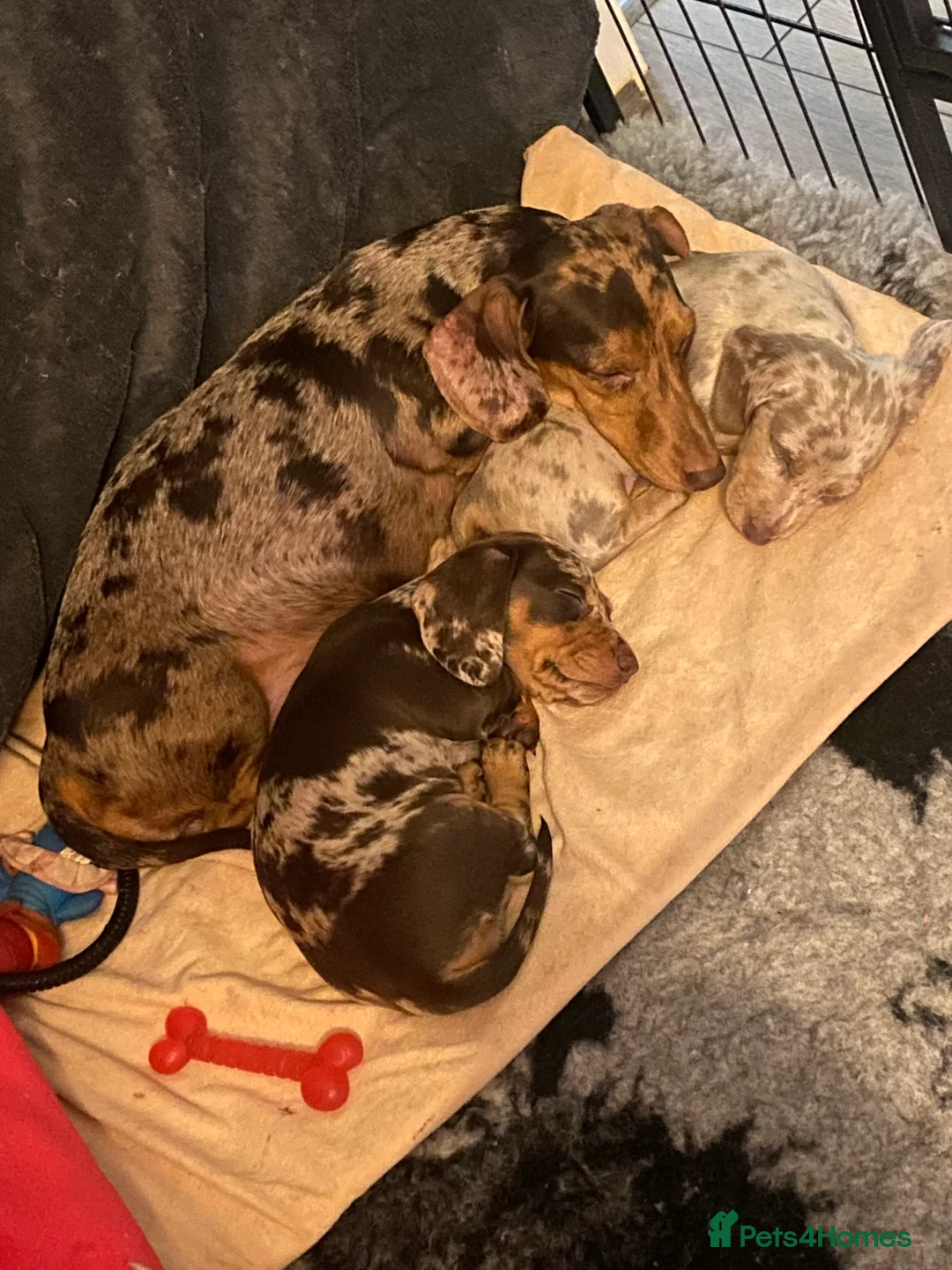 Miniature Dachshund dogs for sale: Miniature Dachshunds - Advert 1