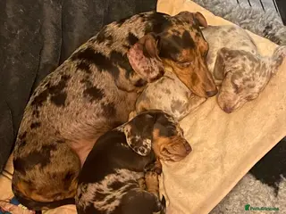 Miniature Dachshund dogs Miniature Dachshunds - Advert 3