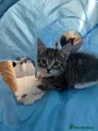 Girl kitten (yellow collar)