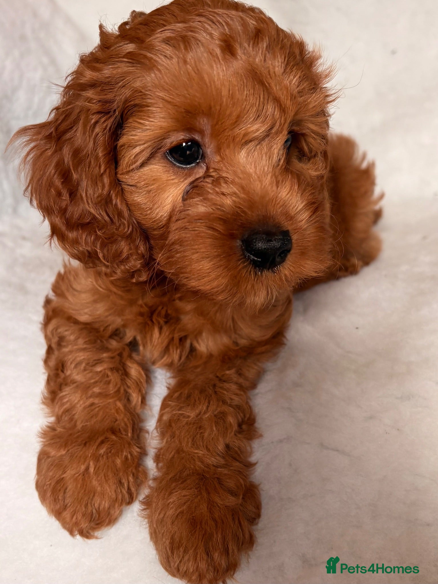 Cavapoo dogs Stunning Red F1b cavapoo puppies - Advert 2