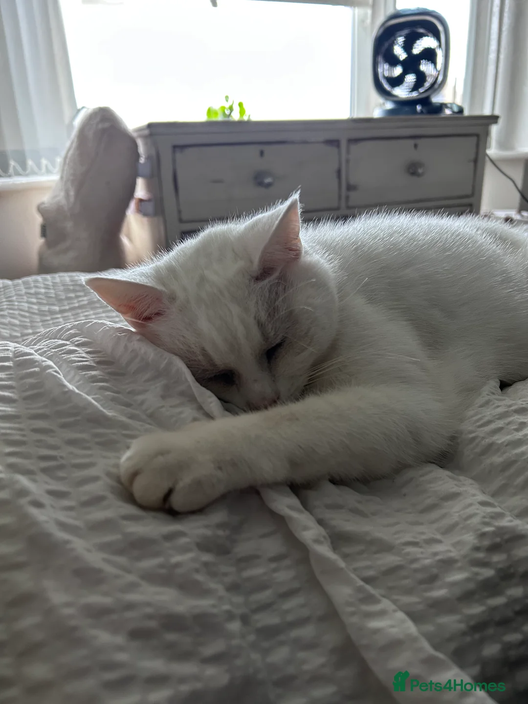 Mixed Breed cats for sale: Lady Muffin for sale - Advert 5