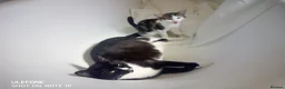 British Shorthair cats for sale: Friendly happy kitten  - Advert 7