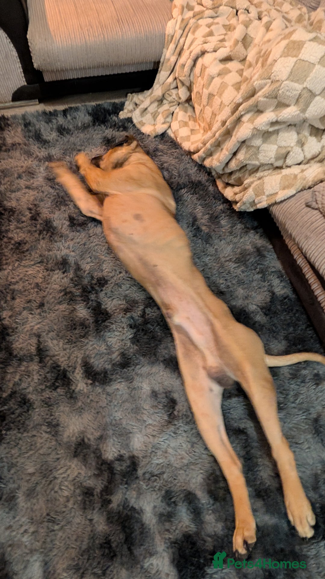 Bullmastiff dogs for sale: Bullmastiff  - Advert 6