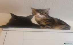 Domestic Shorthair cats for sale: Friendly Indoor & Outdoor Cat for new home - Image 2