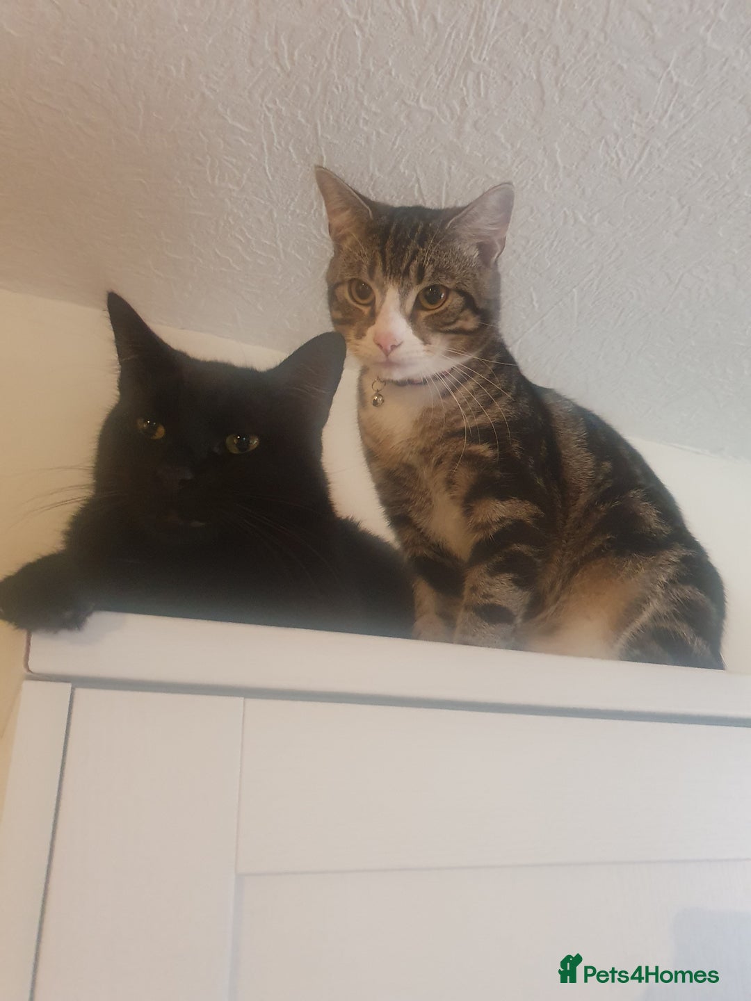 Domestic Shorthair cats for sale: Friendly Indoor & Outdoor Cat for new home - Image 2