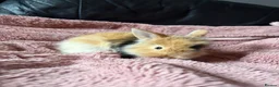 Mini Lion Lop rabbits for sale: Last female mini lion lop  - Advert 3