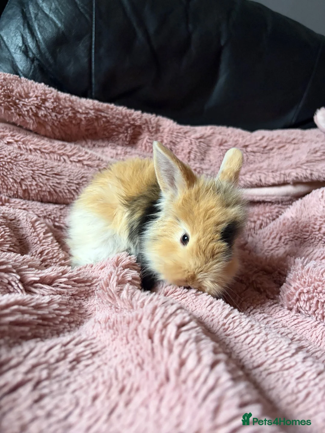 Mini Lion Lop rabbits for sale: Last male  mini lion lop  - Advert 6