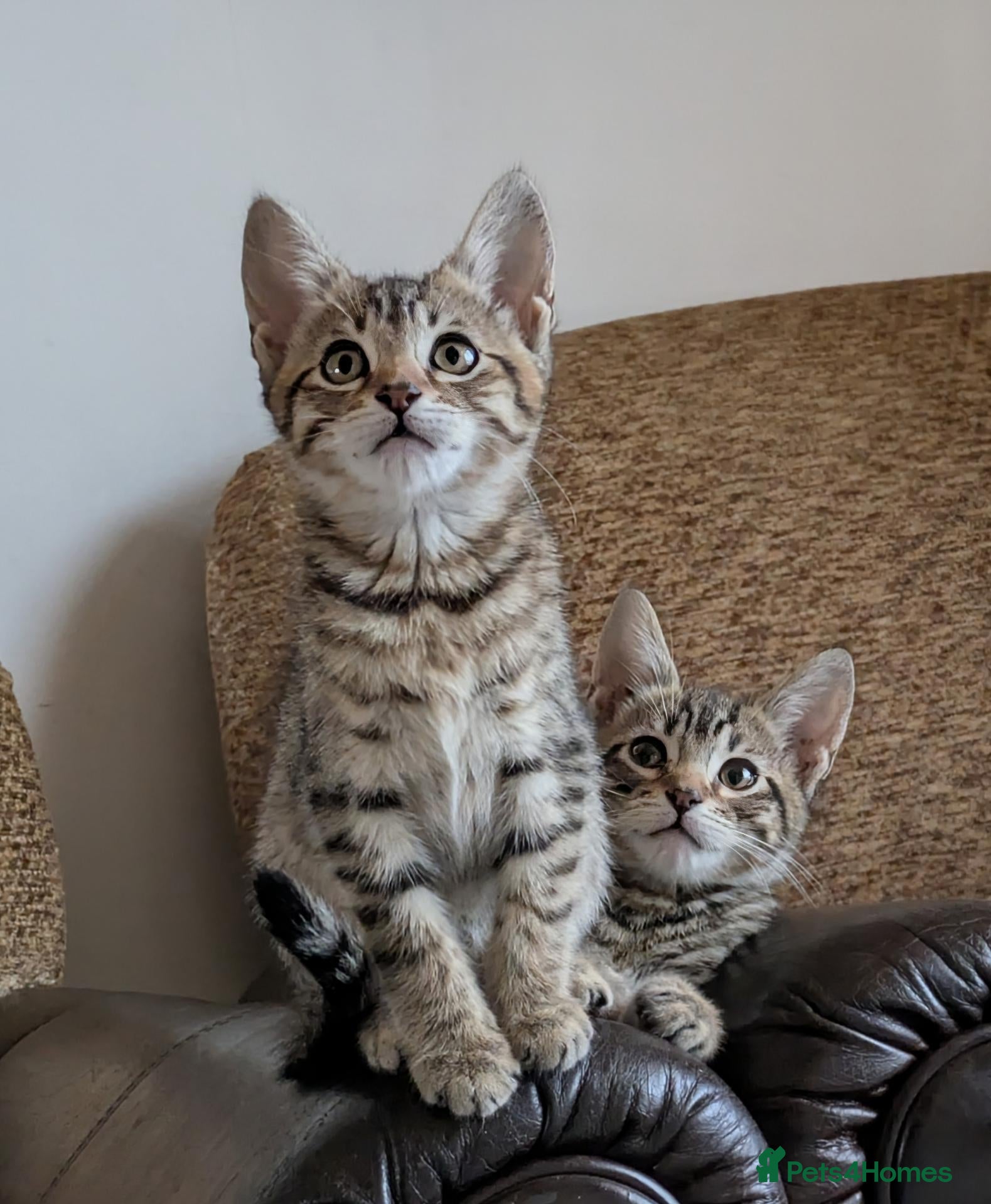 Bengal cats Playful and Friendly Bengal kittens - Advert 2