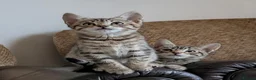 Bengal cats for sale: Playful and Friendly Bengal kittens - Advert 1