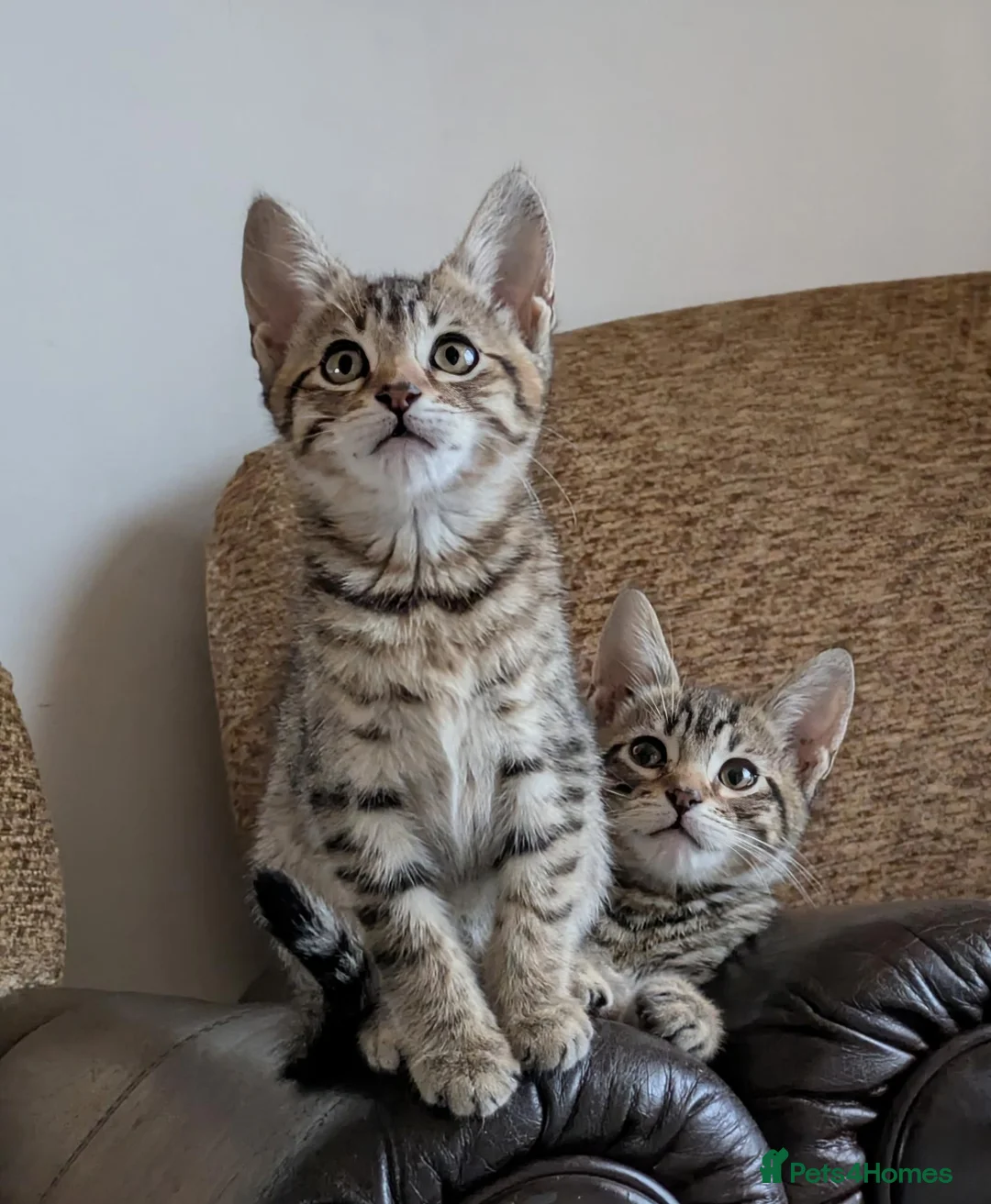 Bengal cats for sale: Playful and Friendly Bengal kittens - Advert 1