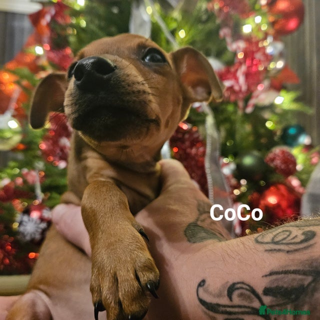 Miniature Pinscher dogs Last boy available! Ready now ❤️  - Advert 1