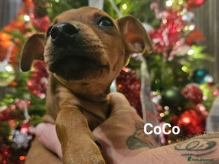 Miniature Pinscher dogs Last boy available! Ready now ❤️ - Advert 17